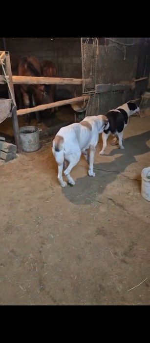 Алабай сатылады ұрғашы еркек