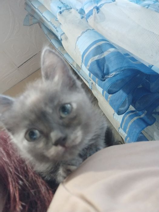 Котёнок в добрые руки