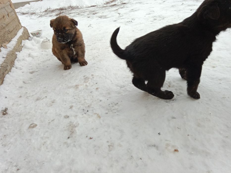 Щенки в хорошие руки