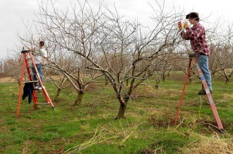 Обрезка плодовых деревьев