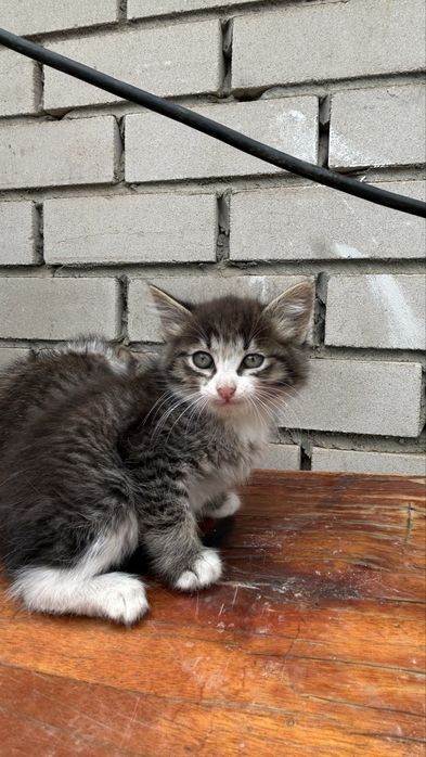 Котята 2кота/2кошки