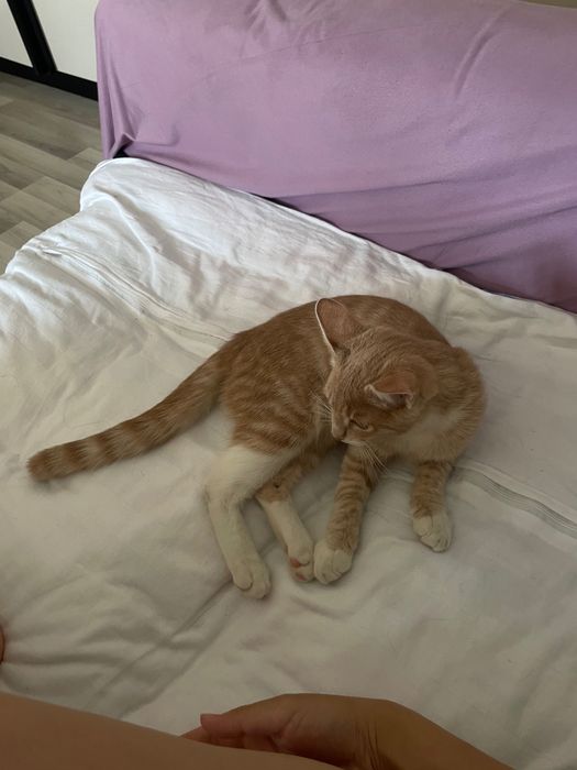 Игривый котенок 4 месяца