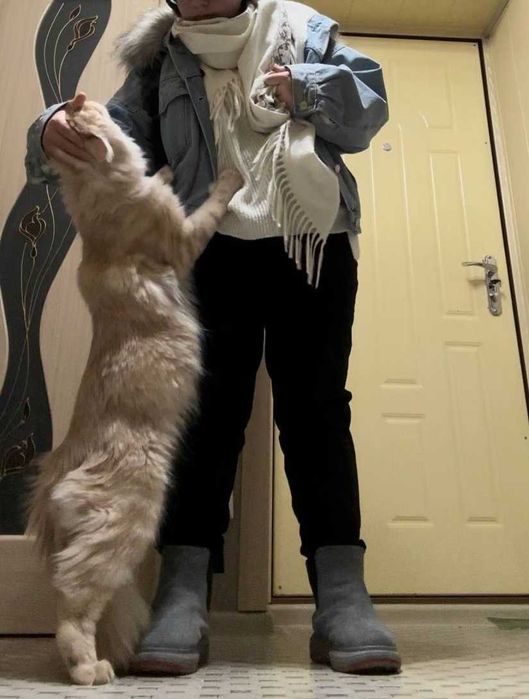 кошки МЕЙНКУН 5мес мальчик и девочка с документами