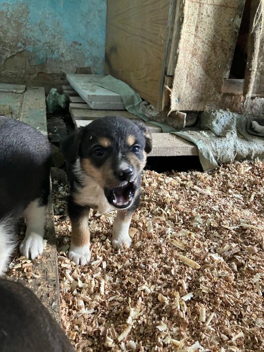 щенки в добрые руки