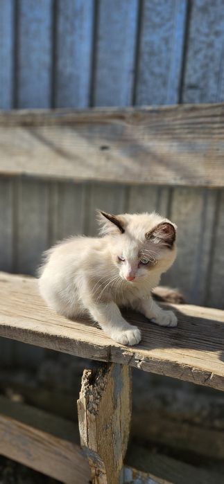 Отдам котят добрым людям