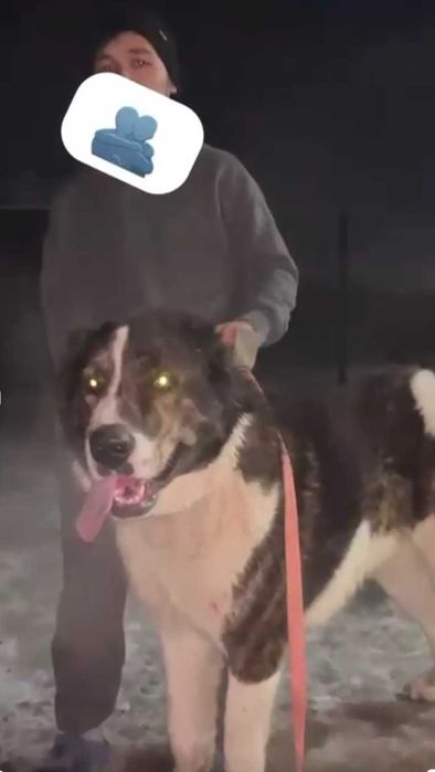 Дайын молодой тобет сатылады линиясы бар