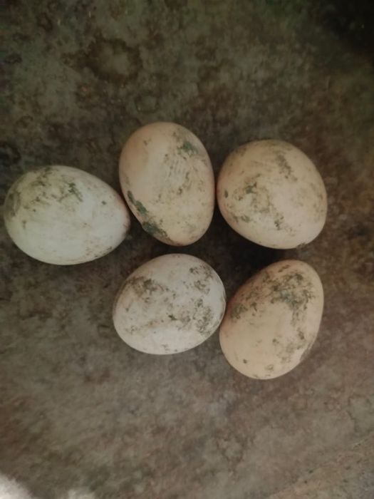 Дакан тауық сатылады