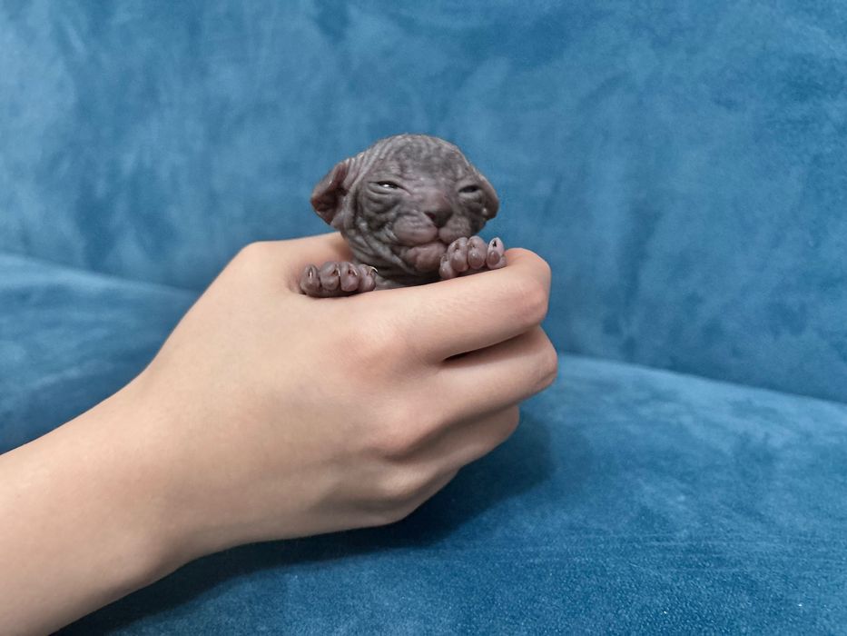 Котята сфинкс канадский мальчики