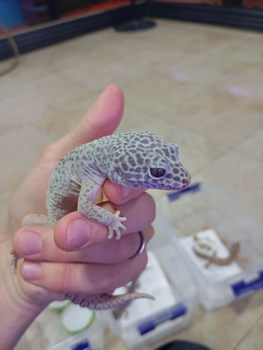 Геккон 4 хил расцветкада