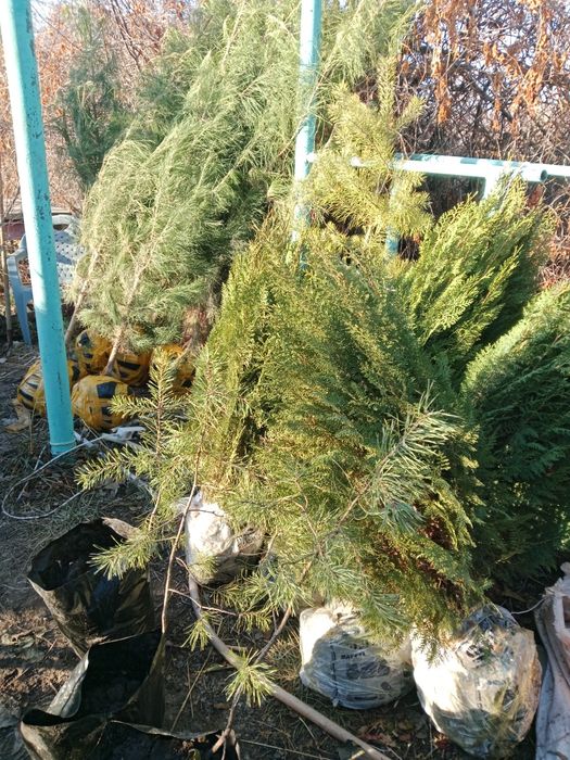 Продам можжевельник, сосна