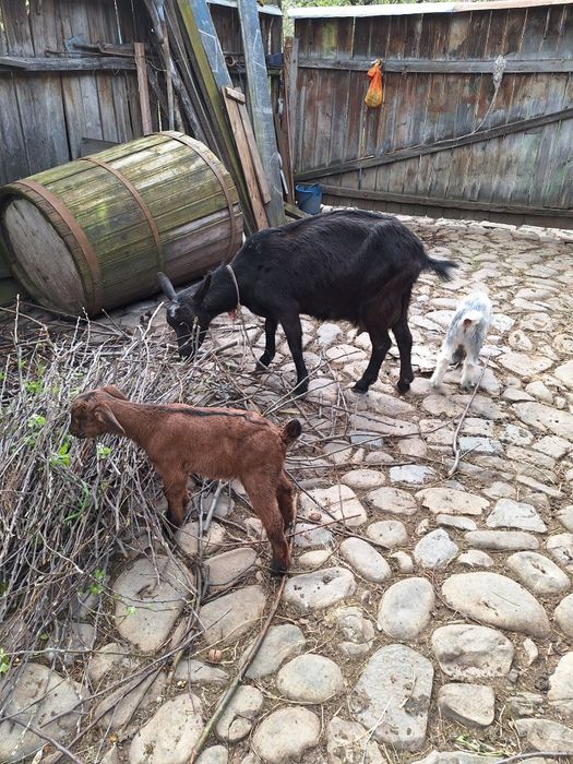 Vând capră alpina franceza
