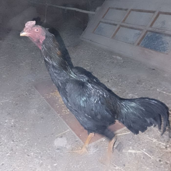 Dakan xoʻroz sotiladi