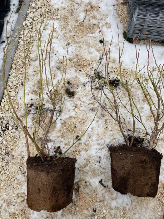 Американска боровинка  саксия с2 на цената на саксия Р9