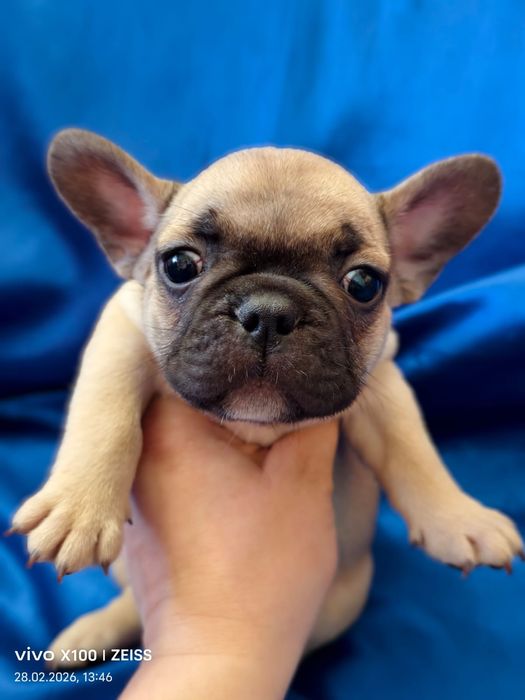 Щенки французского бульдога.