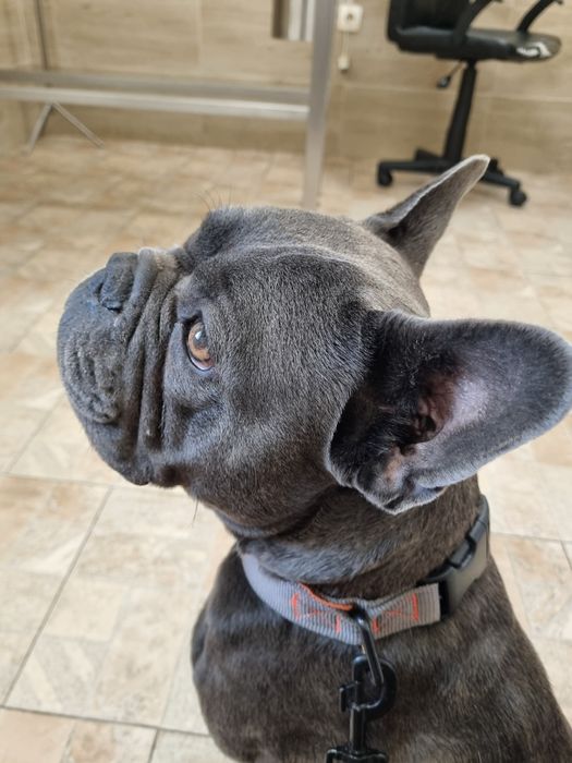 Blue Френски Булдог Мъжки