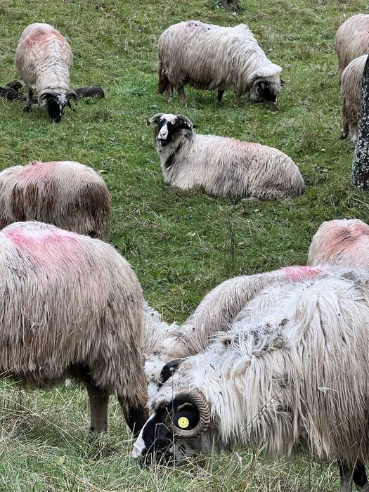 Oii de vanzare si 2 berbecii