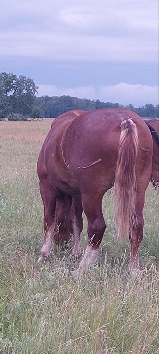 Продам кобылу Советский тяжеловоз