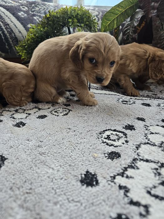 Чистокръвни кокер шпаньоли