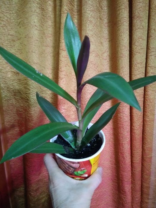 Молочай. Рео.Продам.