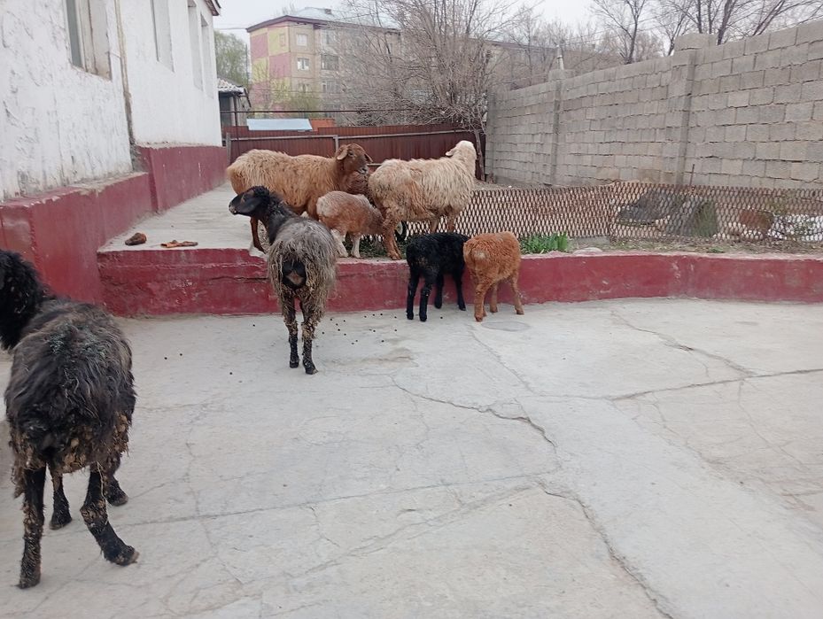 Қозы Қой , баран