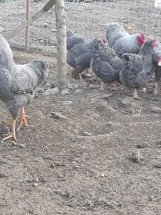 Gaini Plymouth, Cocos, Plymouth Rock Bar