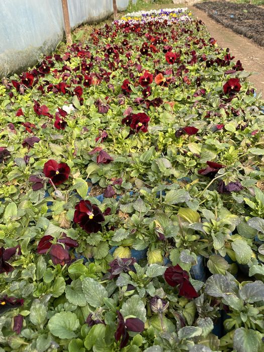 Gul ko’chatlari, gul urug’lari, gullar turli xil turdagi gul ko’chatla