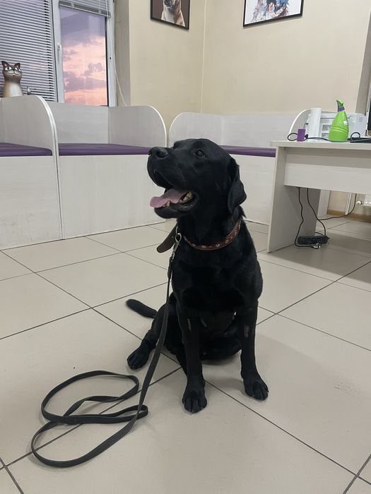 Вязка лабрадор ретривер