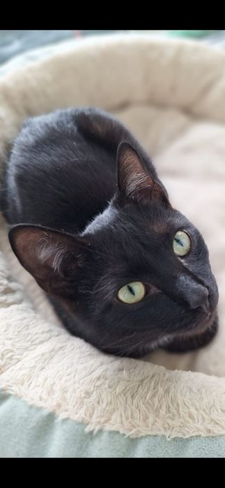 Котик бесплатно!