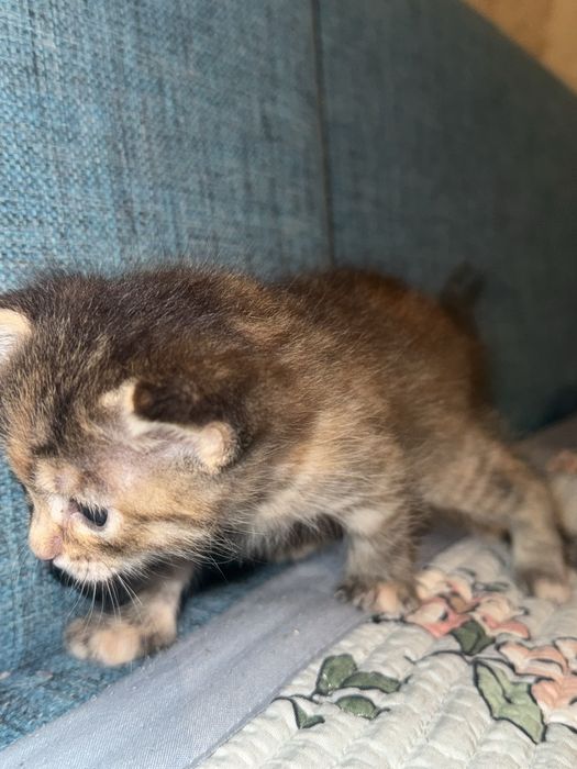 Милая девочка кошечка
