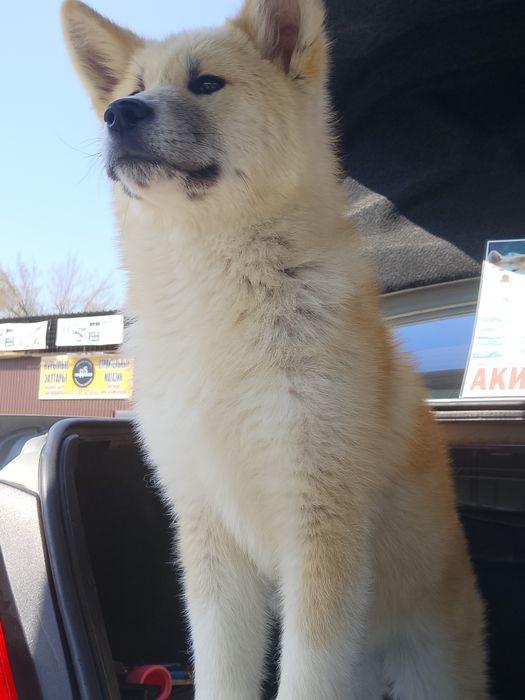 Акита Ину ( Хатико)