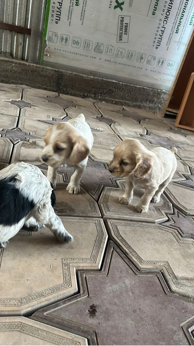 Щенки охотничьего спаниеля