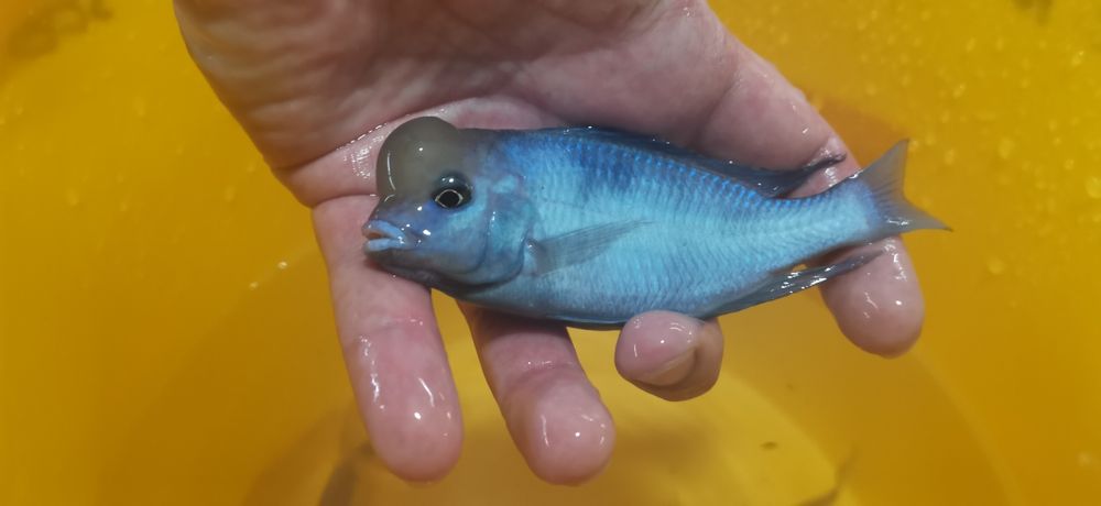 Рибки Африкански цихлиди