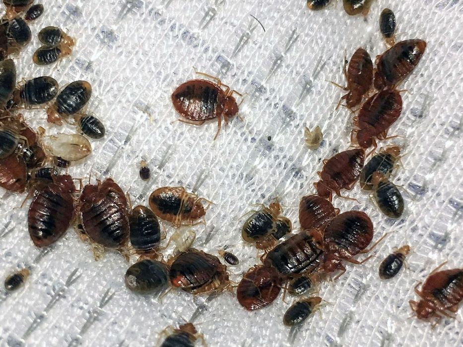 Дезинфекция хизмати 100% натижа