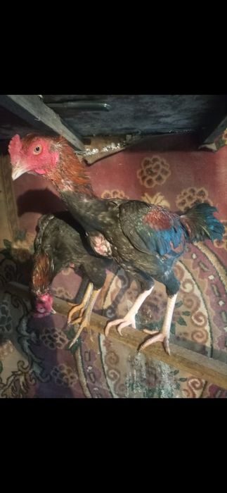 Продам курей даканов