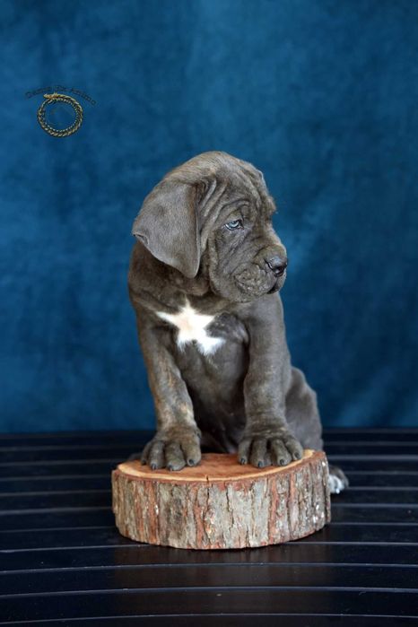 Pui Cane Corso- Pedigree FCI