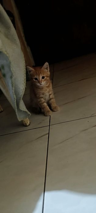 Отдам котят ,помесь с майкуном
