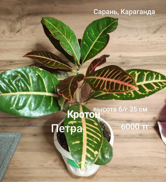 Хамедорея,гименокаллис,аспарагус