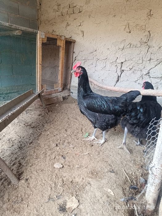 Gigant qora shaxzoda tuximlari sotiladi