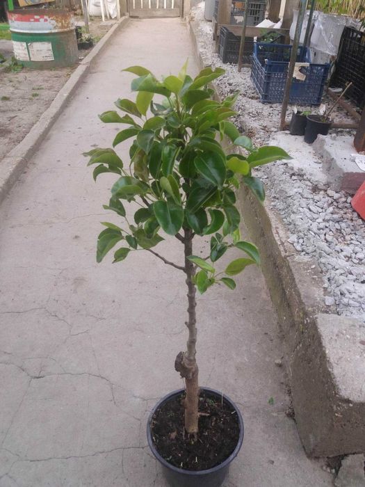 Мини дръвчета – облагородени и студоустойчиви