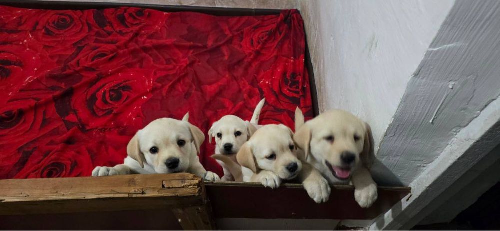 Продаются щенки лабрадора