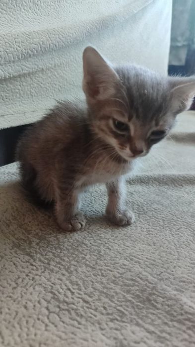 Отдам котёнка в хорошие руки