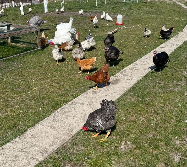 Vând ouă proaspete  de la găini crescute libere în livadă