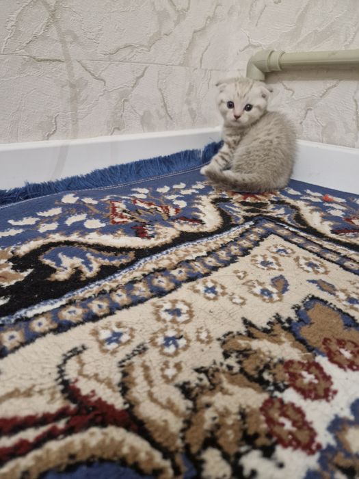 Шотландская вислоуха еркек мысық