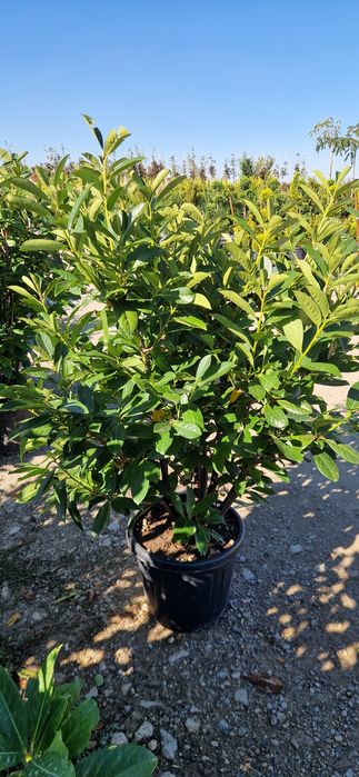 Prunus laucerasus- Photinia Red Robin