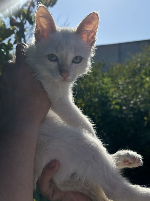 Котенок в добрые руки