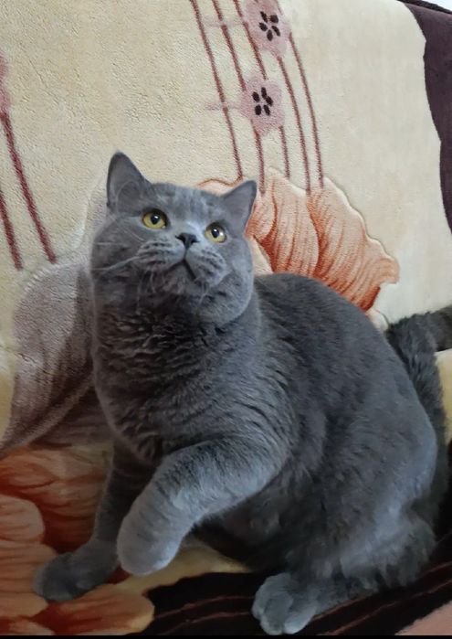 Вязка! Кот скоттиш страйт!