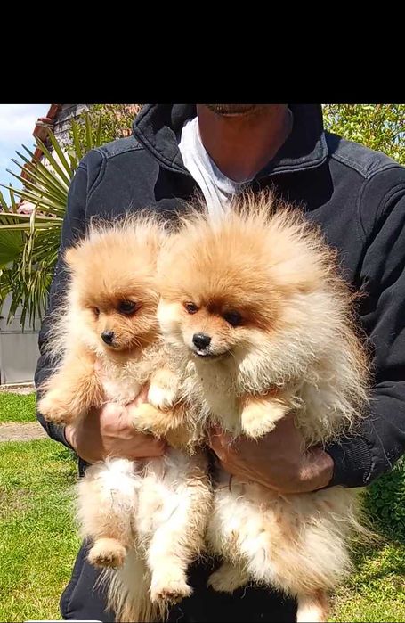 Продавам померани