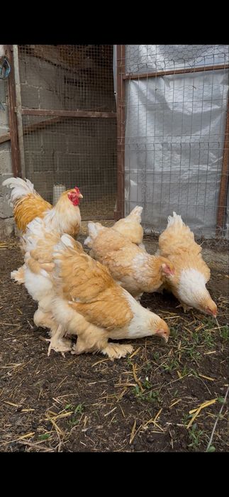 Familie brahma lemon 5+1