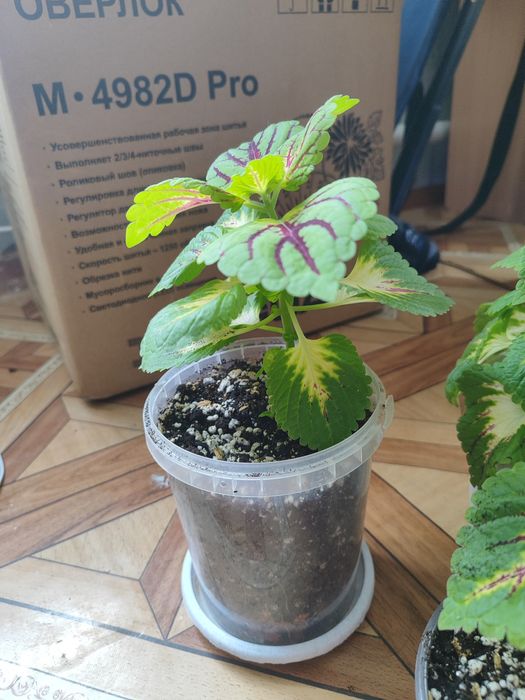 Комнатные растения цветы колеус