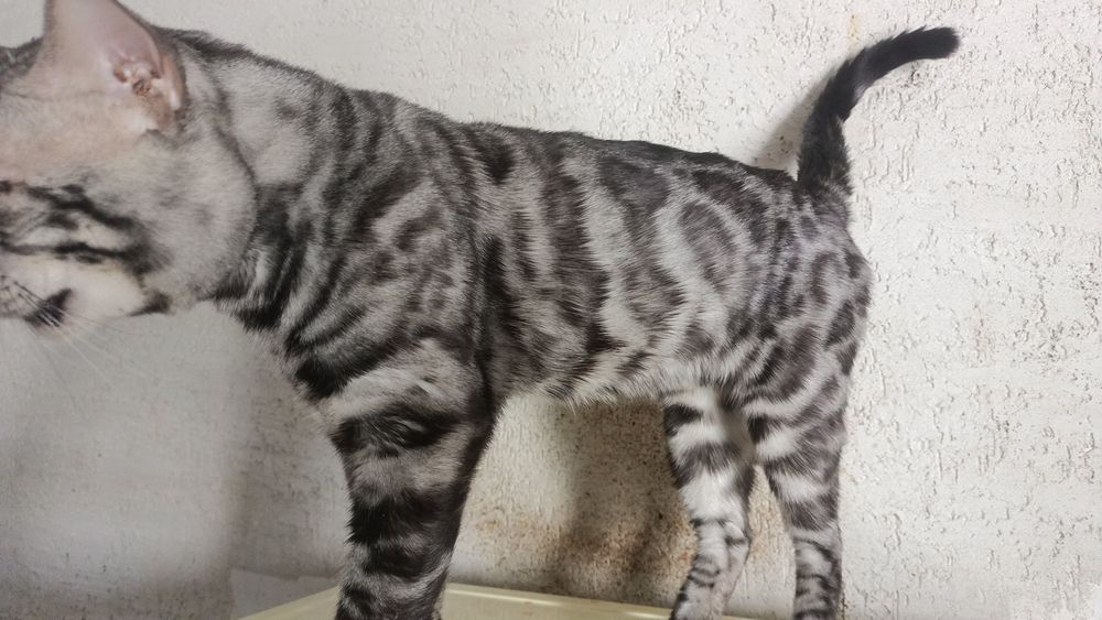 Продажа кота бенгала